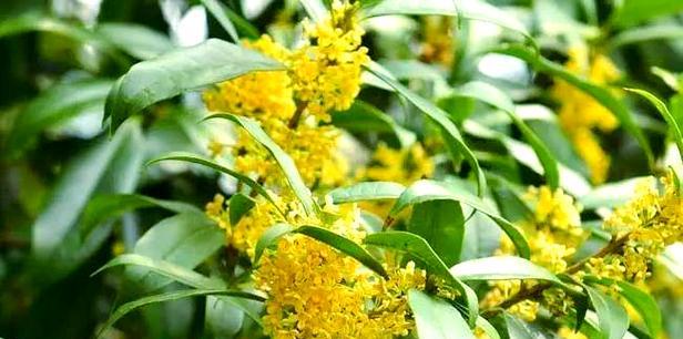 桂花树优选品种有哪些？如何选择适合的桂花树？