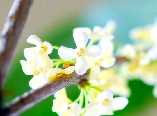 桂花树优选品种有哪些？如何选择适合的桂花树？
