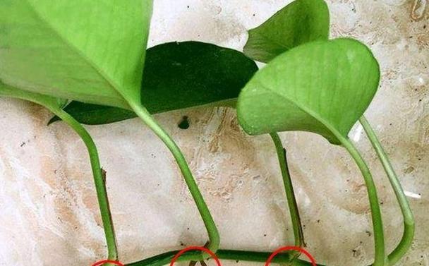 非洲茉莉扦插生根法是什么？如何提高生根率？