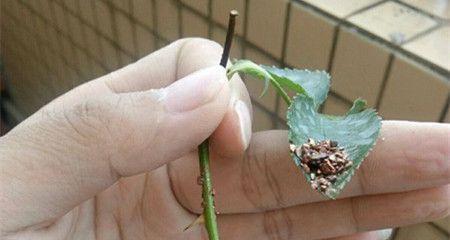 非洲茉莉扦插生根法是什么？如何提高生根率？