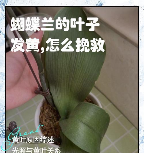 花卉黄叶了怎么办？如何解决？