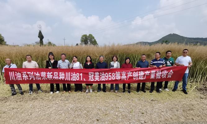油菜如何实现高产栽培？