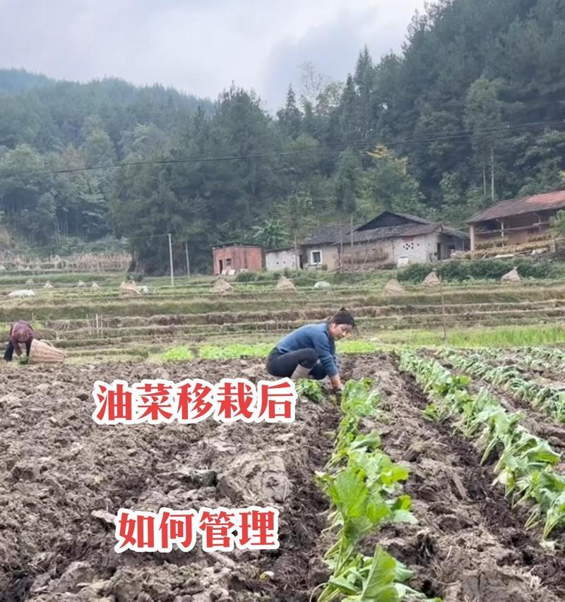 油菜如何实现高产栽培？