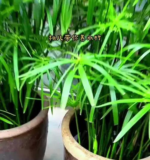 水竹养殖方法是什么？