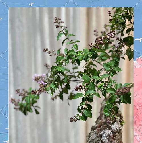 紫薇花养护需要注意哪些方面？