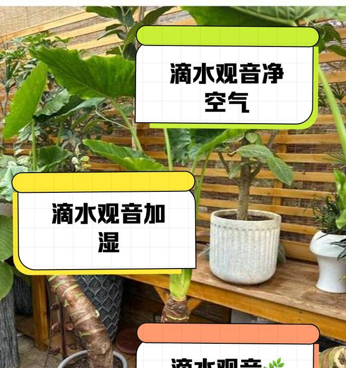 滴水观音的养殖方法是什么？