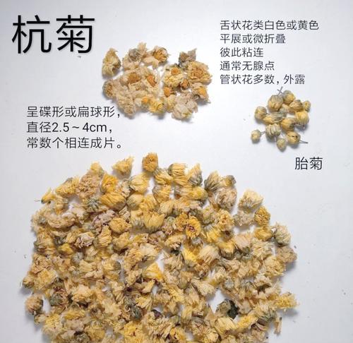 雏菊与杭菊之间有什么关系？