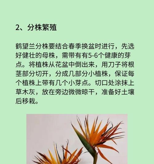鹤望兰室内外养护要点是什么？