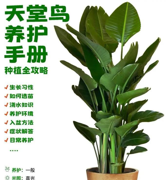 鹤望兰室内外养护要点是什么？
