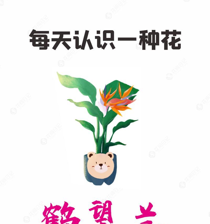 鹤望兰室内外养护要点是什么？