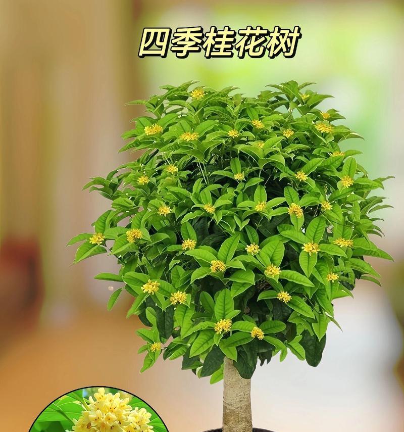 桂花树怎么养？养殖过程中应注意哪些问题？