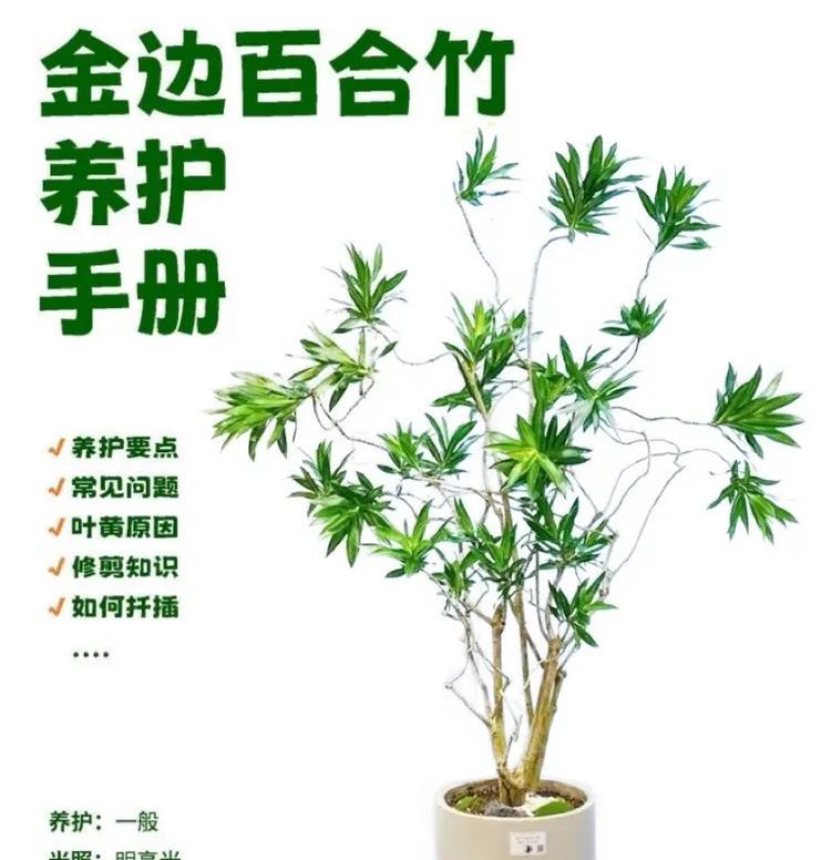 百合有哪些分类？各自的养护方法是什么？