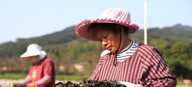 木耳种植全过程是怎样的？新手如何操作？