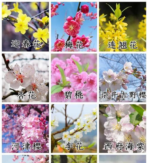 如何在春季轻松识别不同种类的花朵？