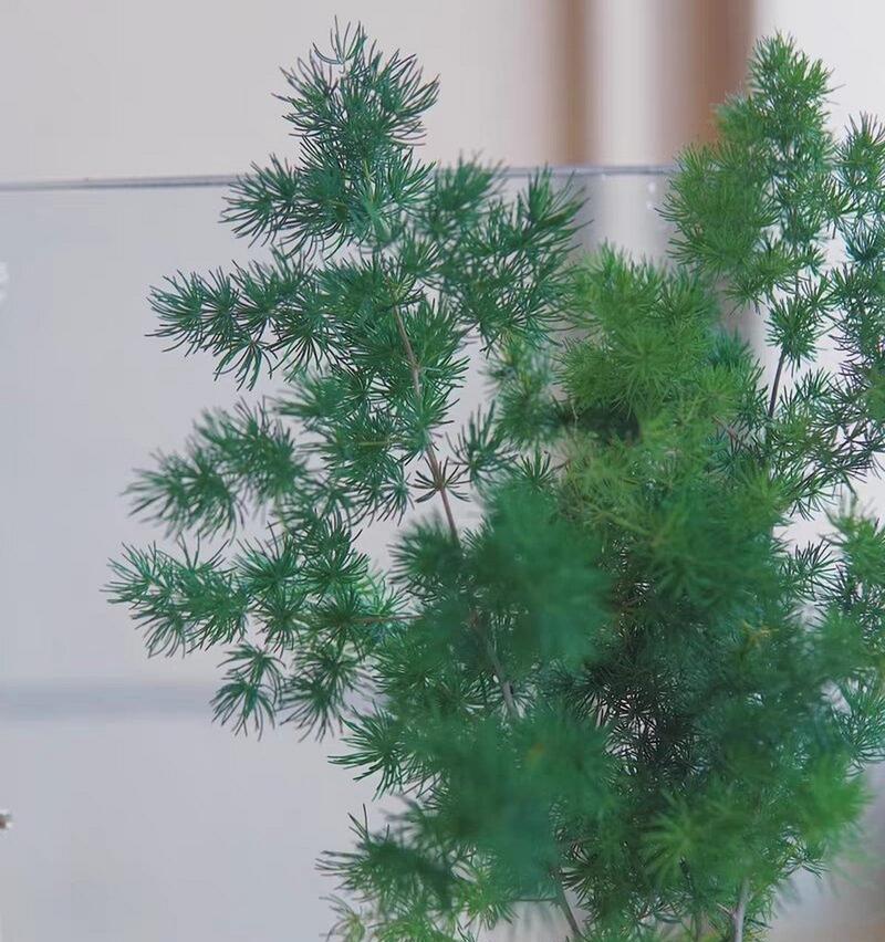 蓬莱松如何养护和美化？适合室内种植吗？
