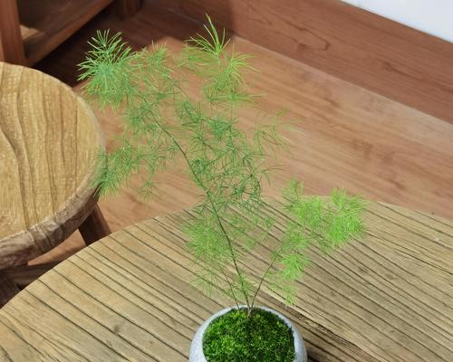 蓬莱松如何养护和美化？适合室内种植吗？