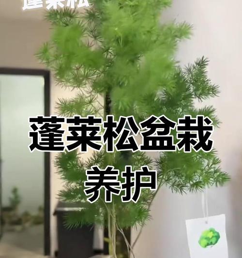 蓬莱松如何养护和美化？适合室内种植吗？