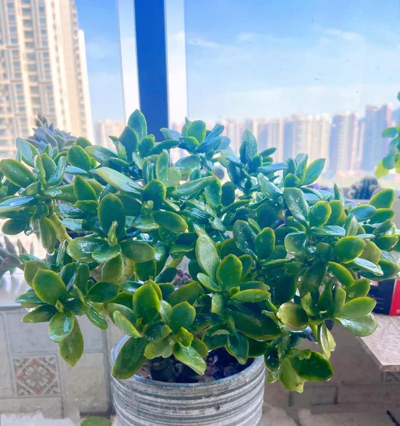 玉树养殖需要注意哪些问题？