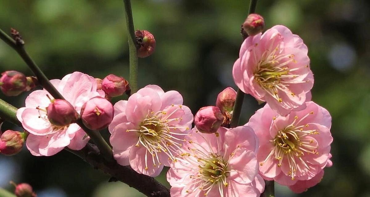 桃花植物素材有哪些？如何选择？