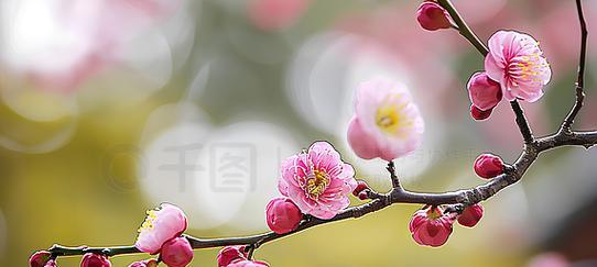 桃花植物素材有哪些？如何选择？
