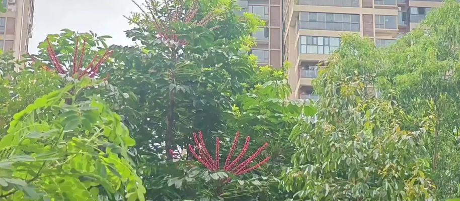 鹅掌柴附石盆景打造方法是什么？