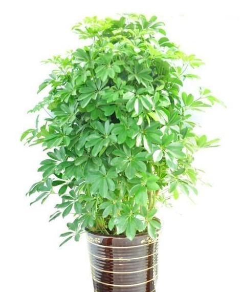 鹅掌柴附石盆景打造方法是什么？