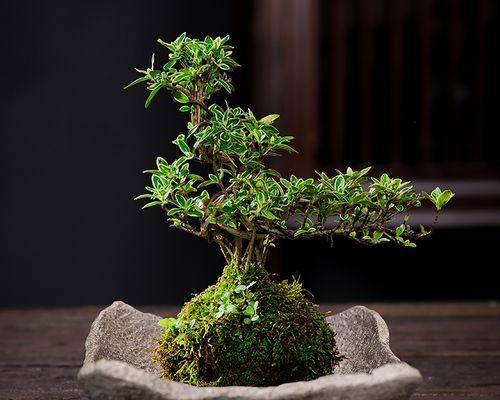 鹅掌柴附石盆景打造方法是什么？