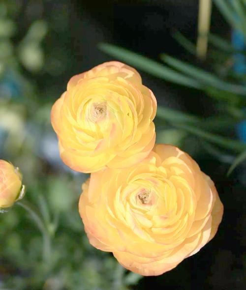 花毛茛在北方如何养护？