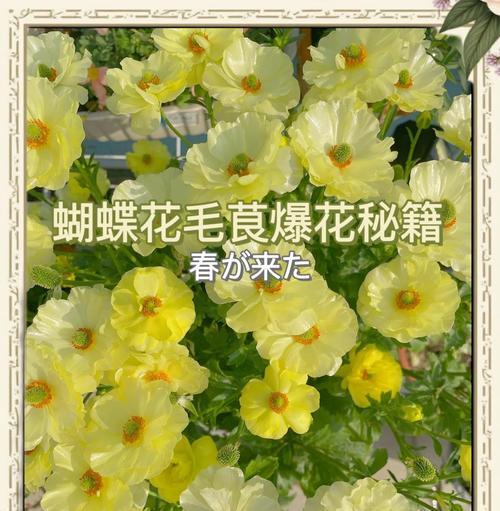 花毛茛在北方如何养护？
