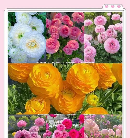 花毛茛在北方如何养护？