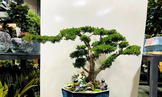 罗汉松选盆和养护秘诀是什么？