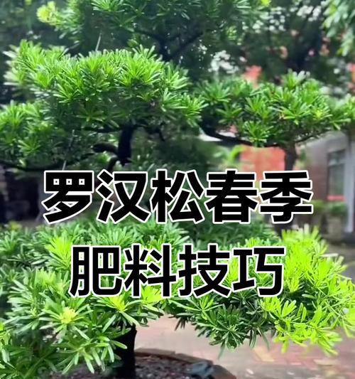 罗汉松选盆和养护秘诀是什么？