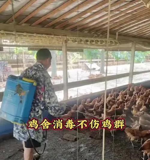 如何实现高效养鸡？