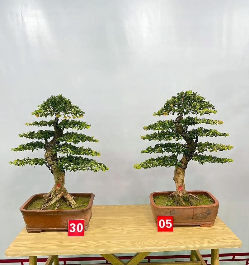 树桩罗汉松盆景怎么养护？常见问题有哪些？