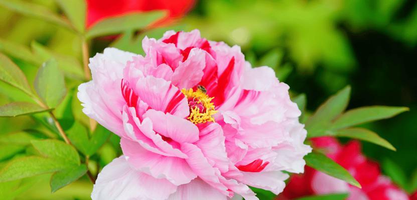 菏泽牡丹为何能迎来超长花期？如何养护？