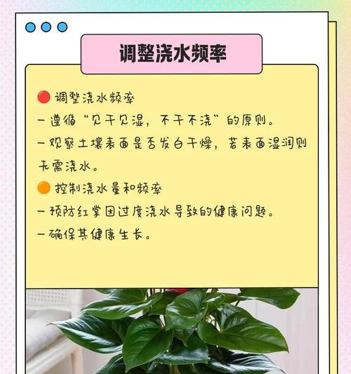 红掌浇水需要注意什么？如何制定浇水计划？