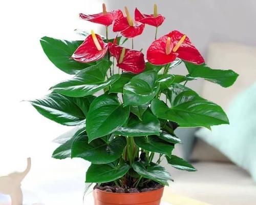 红掌浇水需要注意什么？如何制定浇水计划？