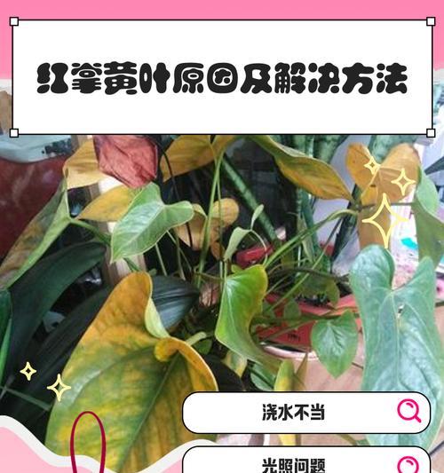 红掌浇水需要注意什么？如何制定浇水计划？