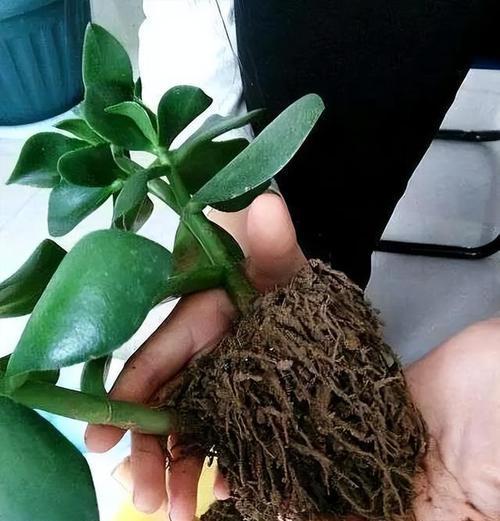 玉树如何打造茁壮老桩？养护秘籍有哪些？