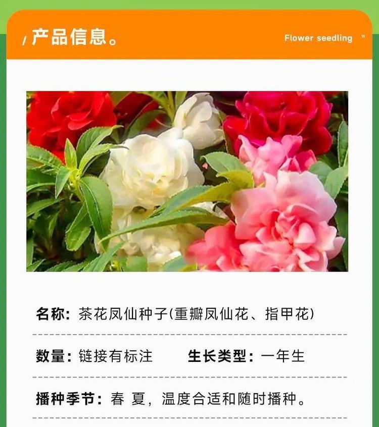 如何实现四季花开不断？超矮重瓣百日草种植技巧？