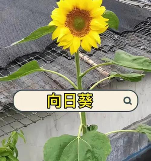 向日葵有哪些种类？如何选择适合的种植环境？