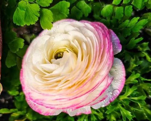 花毛茛如何养护？有哪些欣赏技巧？