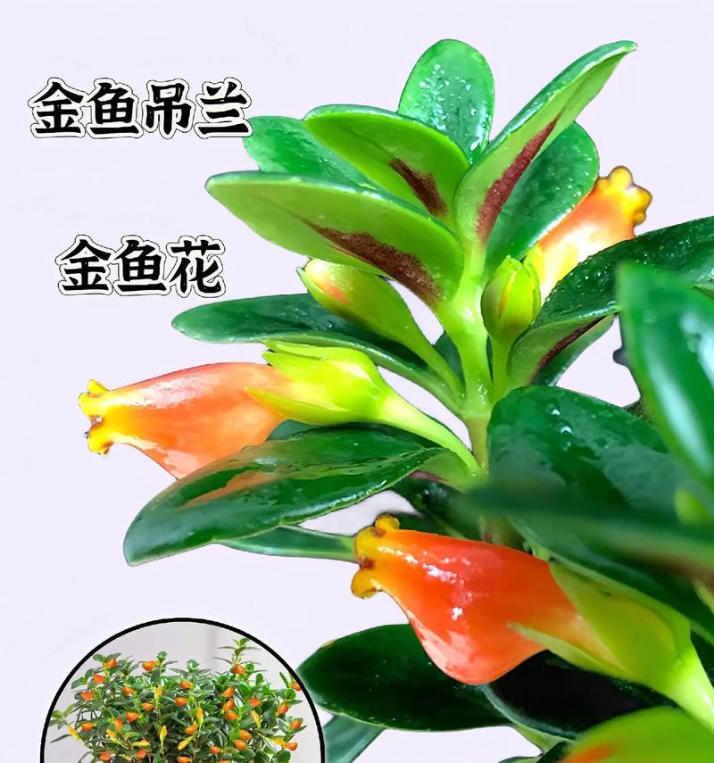 金鱼吊兰养殖需要注意什么？如何解决常见问题？