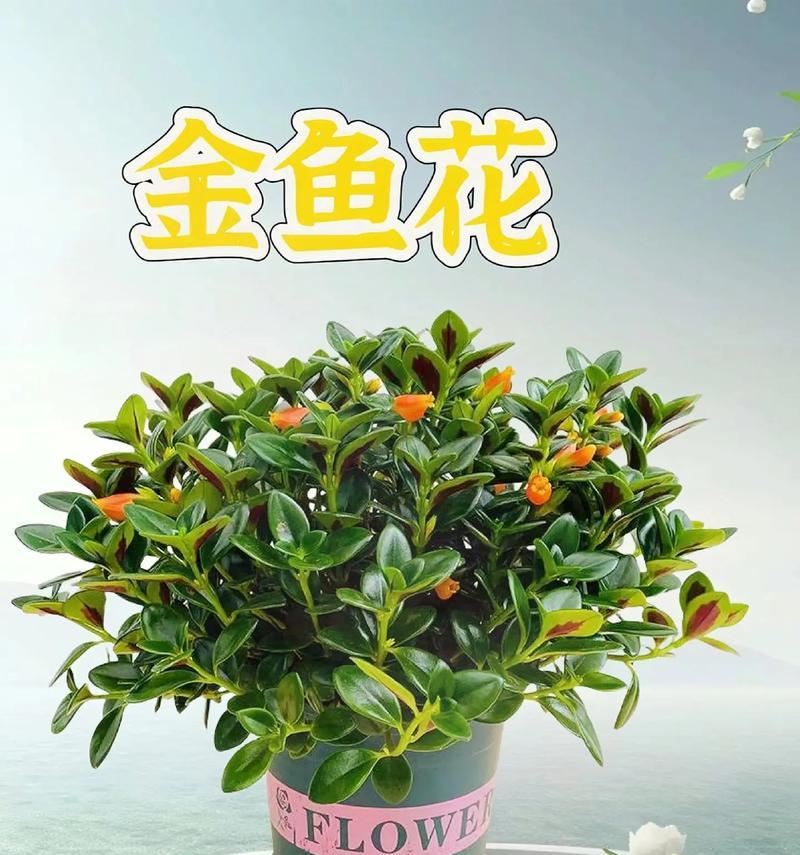 金鱼吊兰养殖需要注意什么？如何解决常见问题？