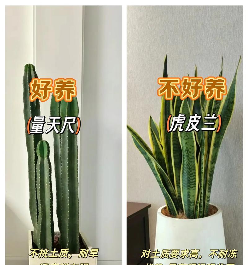哪些室内植物能有效净化空气？推荐理由是什么？