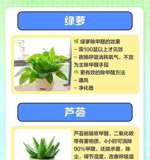 哪些室内植物能有效净化空气？推荐理由是什么？