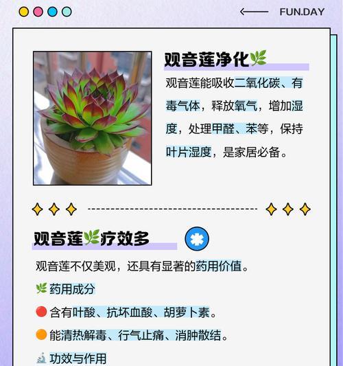 观音莲夏天怎么养护？需要注意哪些问题？