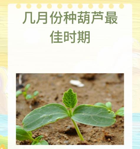 水稻种植有哪些完美技巧？从发芽到催芽的步骤是什么？