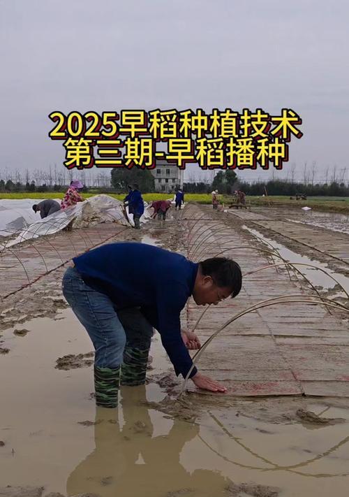 水稻种植有哪些完美技巧？从发芽到催芽的步骤是什么？