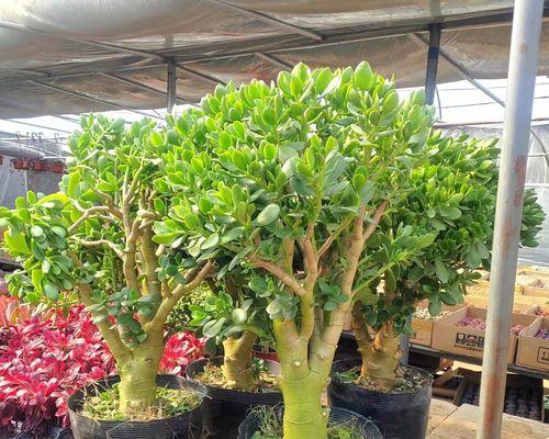 花卉盆栽玉树怎么养护？常见问题有哪些？